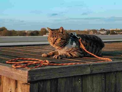 Laisse en para corde pour chat