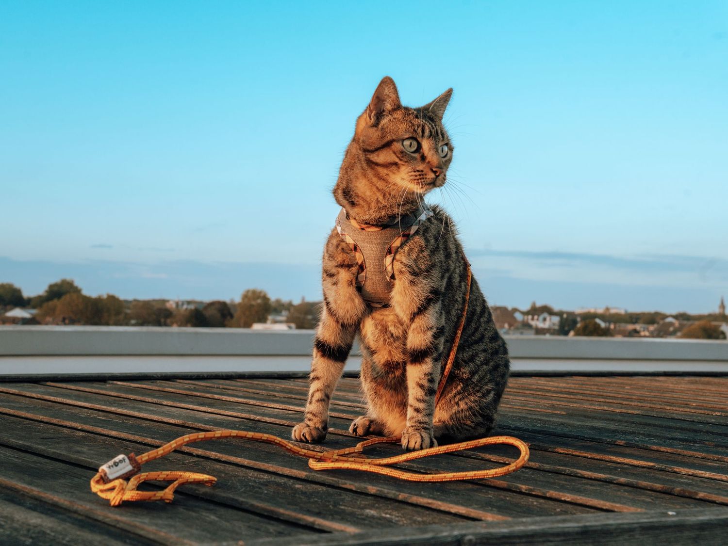 Bandana pour chat