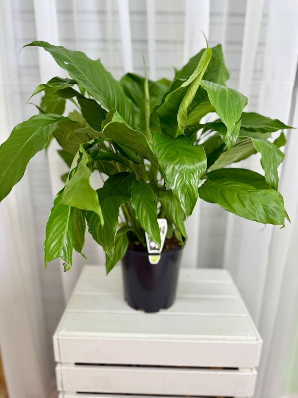 Peace Lilly