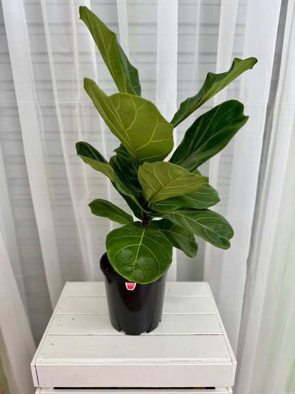 Fiddle Leaf