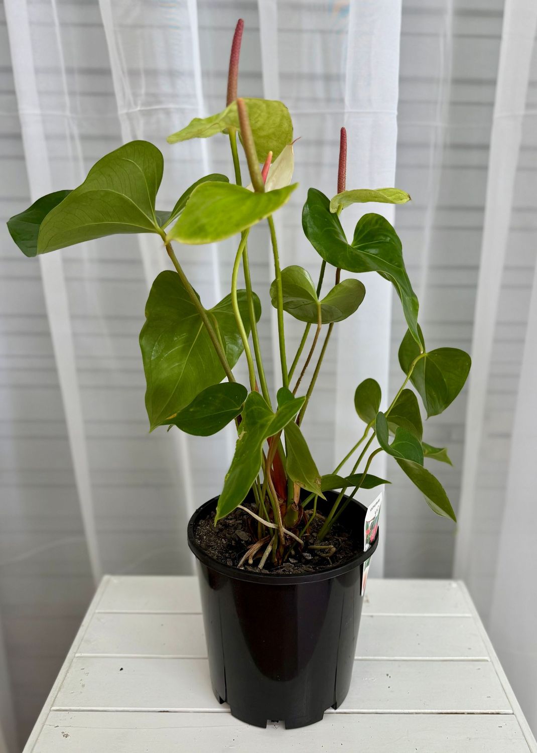 Anthurium