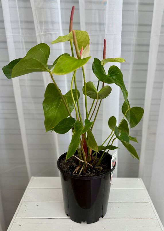 Anthurium
