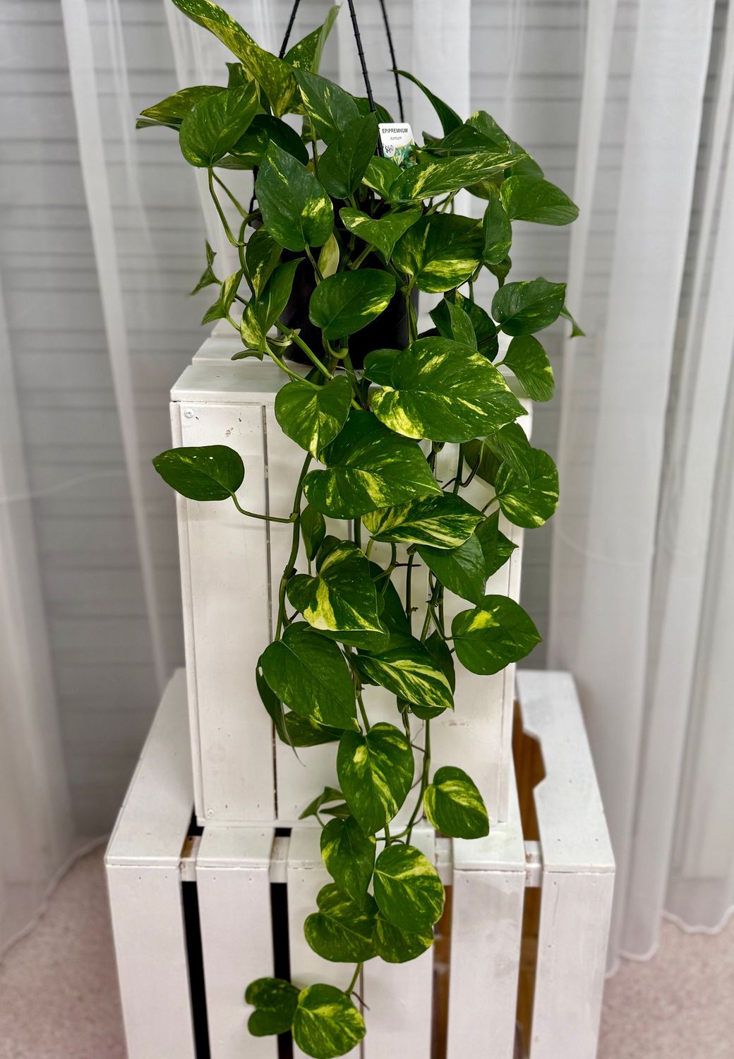 Hanging Plants