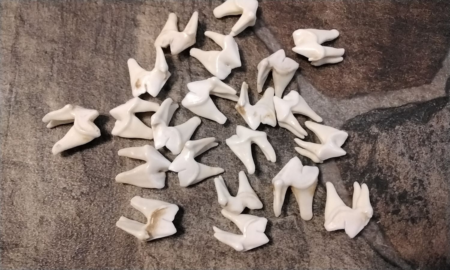 Coyote Side Molar Tooth For 5 That Are 3 Root