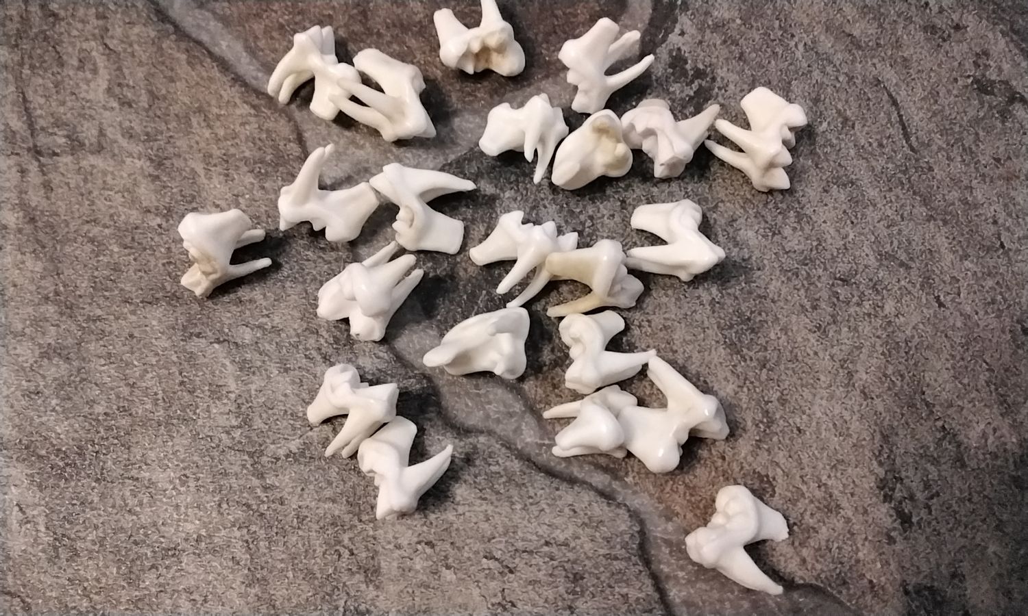 Coyote Flat 3 Root Side Molar Tooth For 4