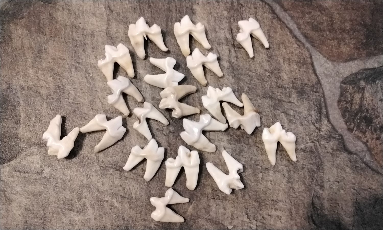 Coyote 2 Root Side Molar Tooth For 5 Lg/Med