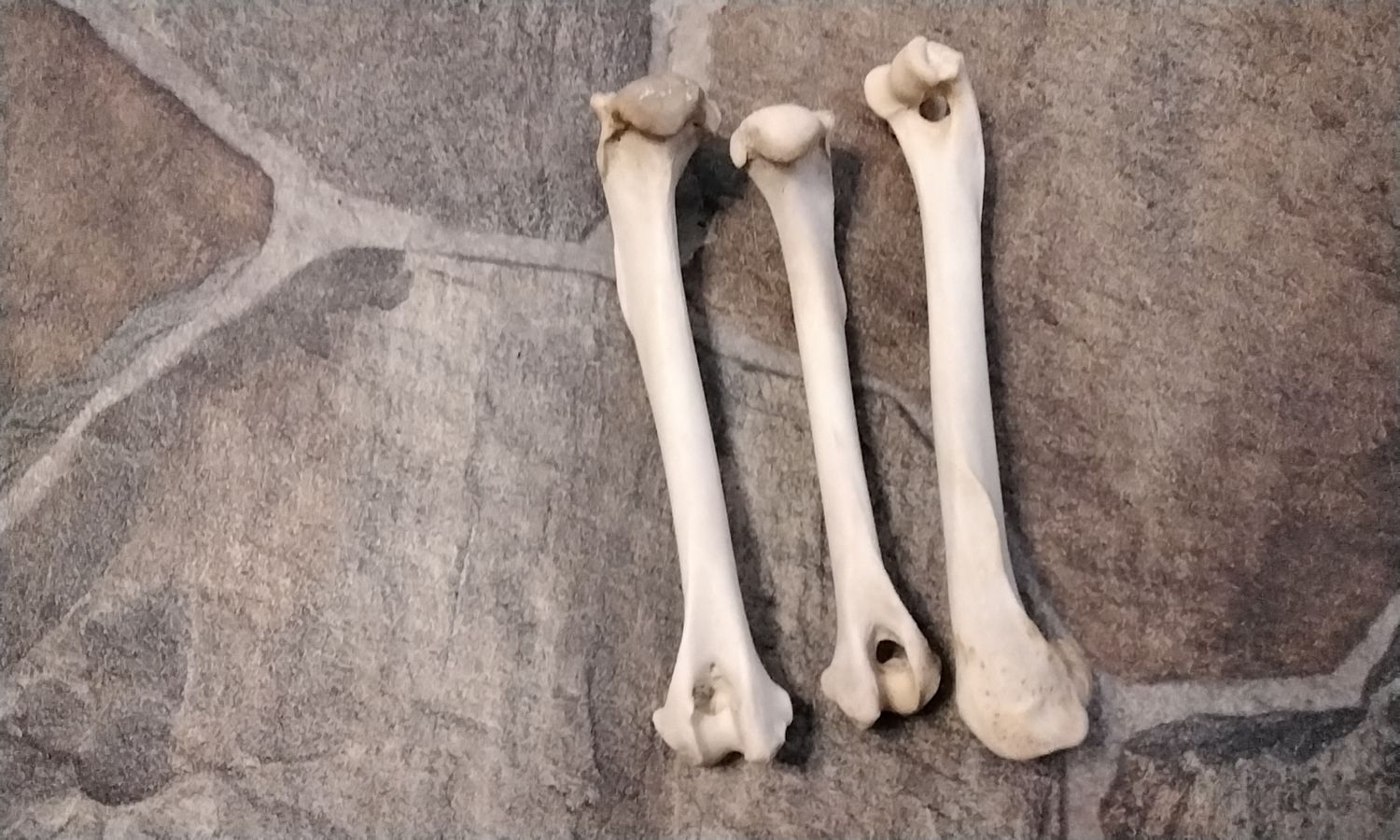 Coyote Front Leg Bone With Natural Hole For 1