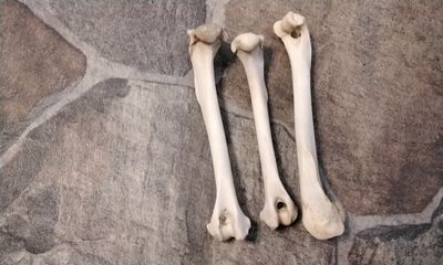 Coyote Front Leg Bone With Natural Hole For 1