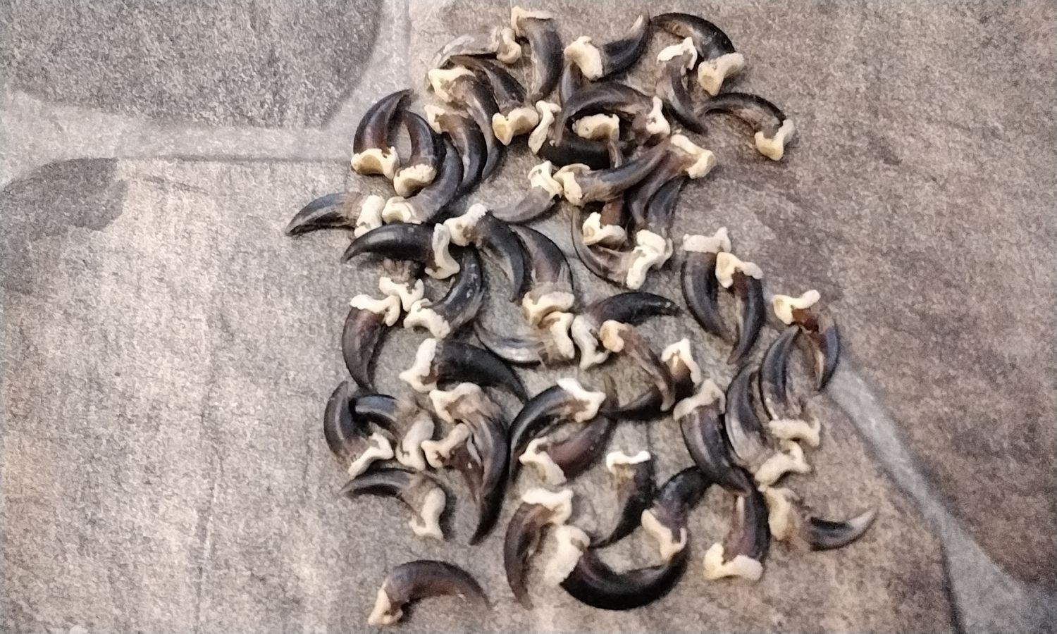 Coyote Claw For 4
