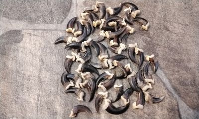 Coyote Claw For 4