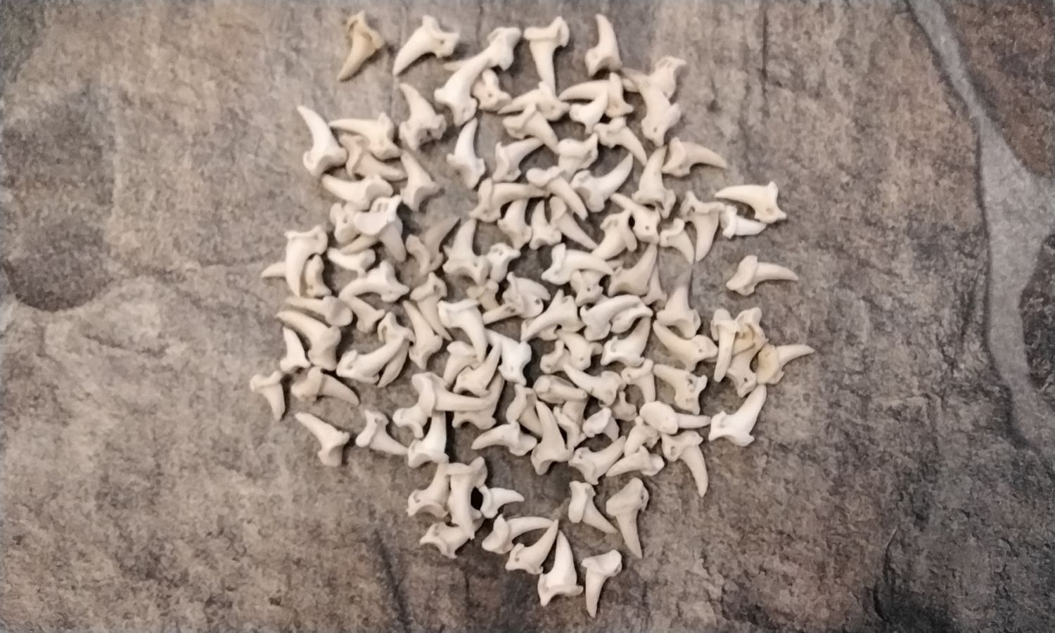 Coyote Claw Bone For 10
