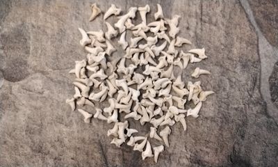 Coyote Claw Bone For 10