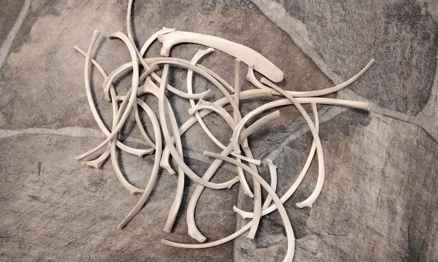 Coyote Rib Bones For 2 Lg