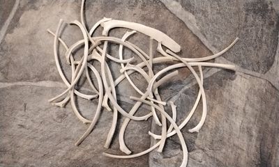 Coyote Rib Bones For 2 Lg