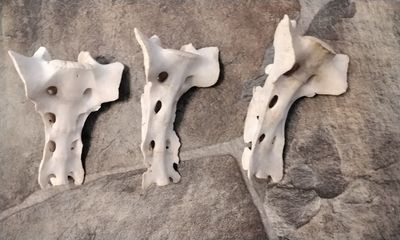 Wild Hog Tail Vertebrae Bone For 1