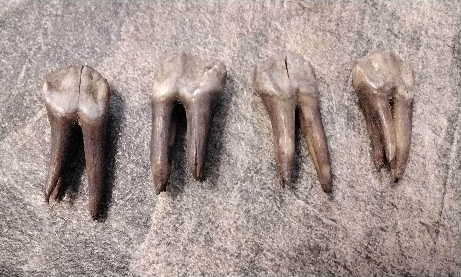 Wild Hog Side Molar Tooth For 4 Fossil