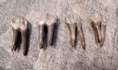 Wild Hog Side Molar Tooth For 4 Fossil