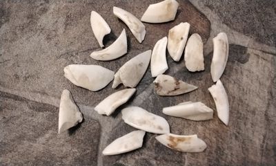 Wild Hog Small Fang For 4