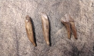 Wild Hog For 2 Front And 1 Side Molar Teeth Fossil