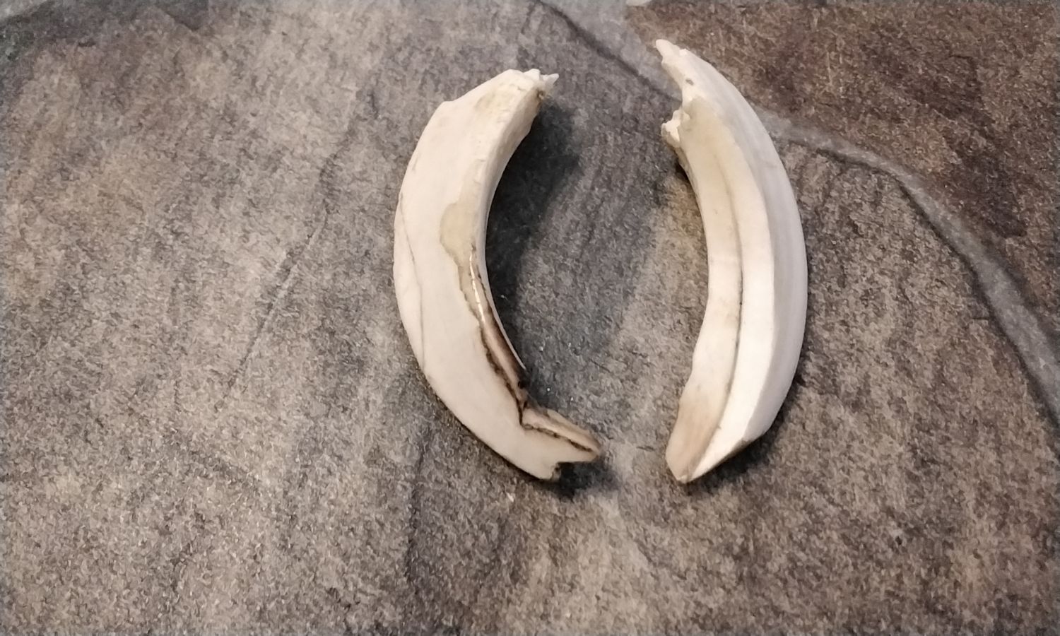 Wild Hog Tusk 3 1/8&quot; x 3/4&quot; For 2