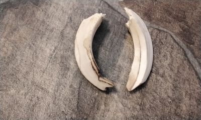 Wild Hog Tusk 3 1/8&quot; x 3/4&quot; For 2