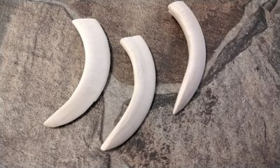 Wild Hog Tusk 4&quot; x 3/4&quot; For 1 XXLG