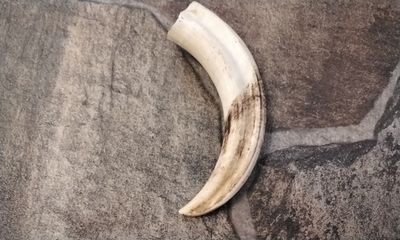 Wild Hog Tusk Jumbo  5&quot; x 1&quot; # HT
