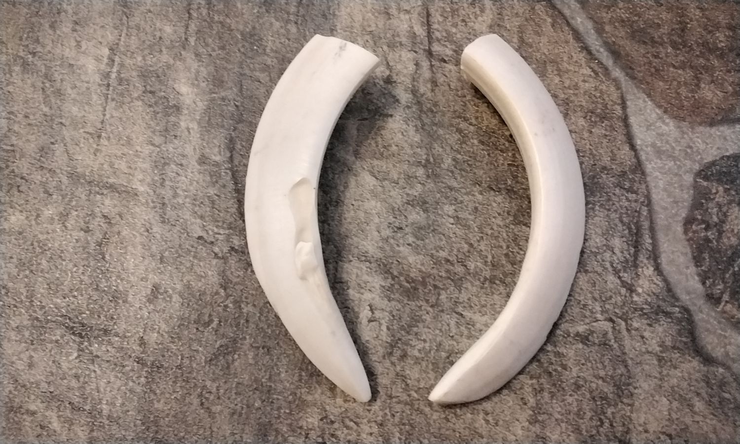 Wild Hog Tusk 4 1/2&quot; x 3/4&quot; For 2 XXLG #CME