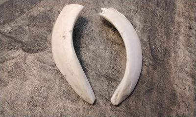 Wild Hog Tusk 4 1/4&quot; x 3/4&quot; - 7/8&quot; XXLG For 2 # CMET