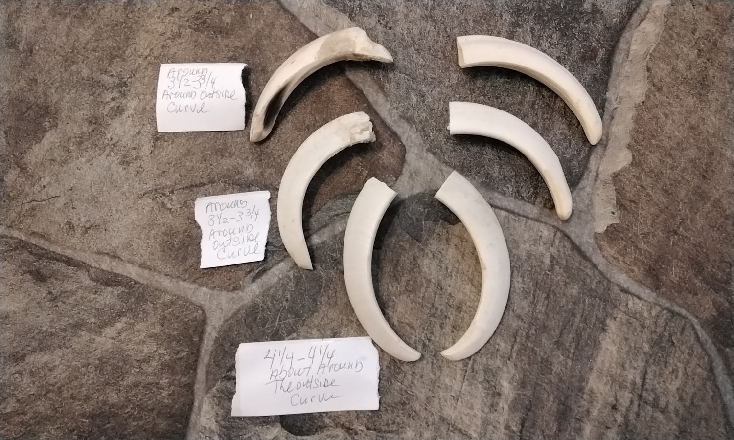 Wild Hog Tusk For 6 Necklace Set