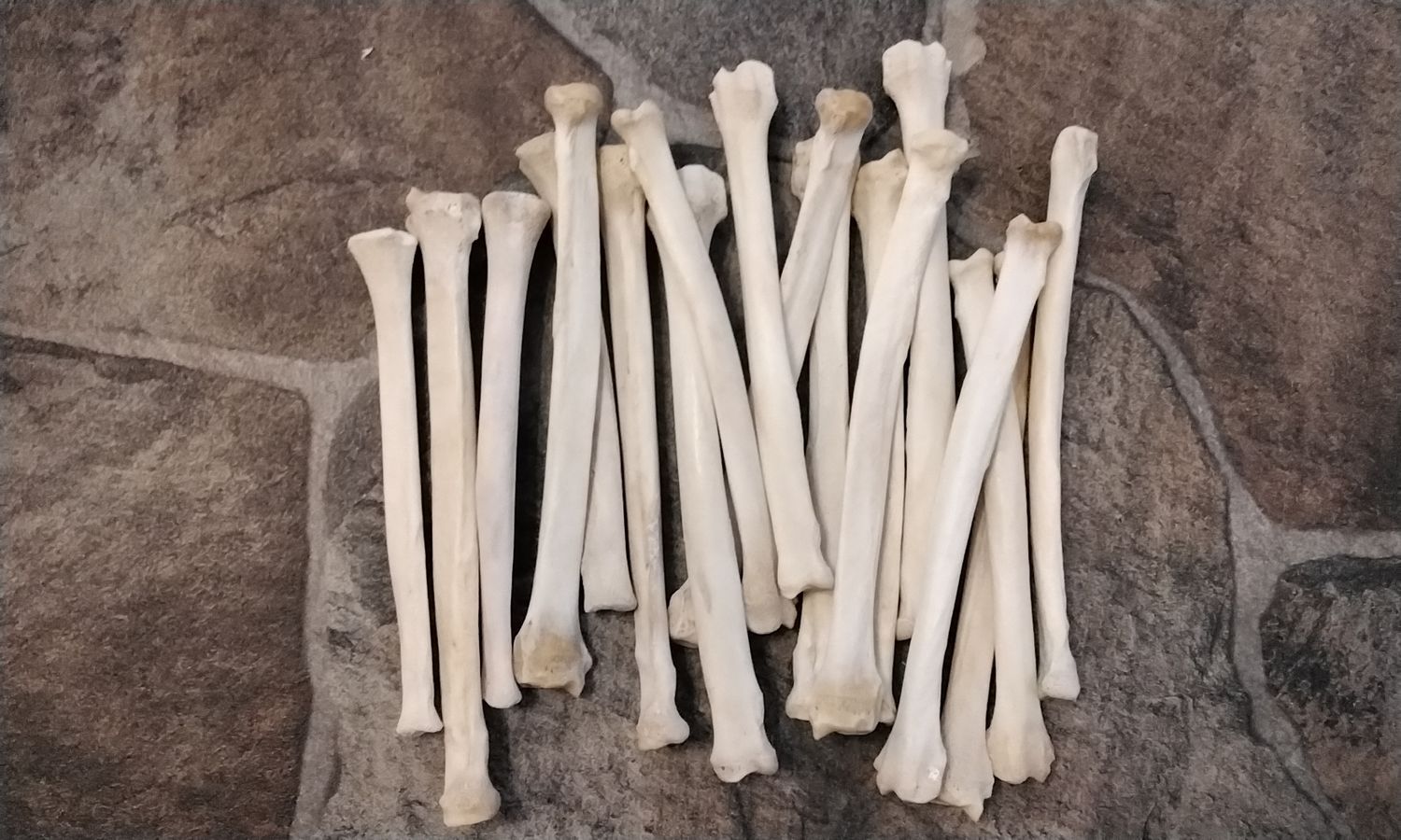 Coyote Flat Leg Bone For 3