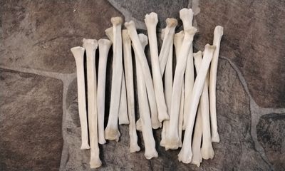 Coyote Flat Leg Bone For 3