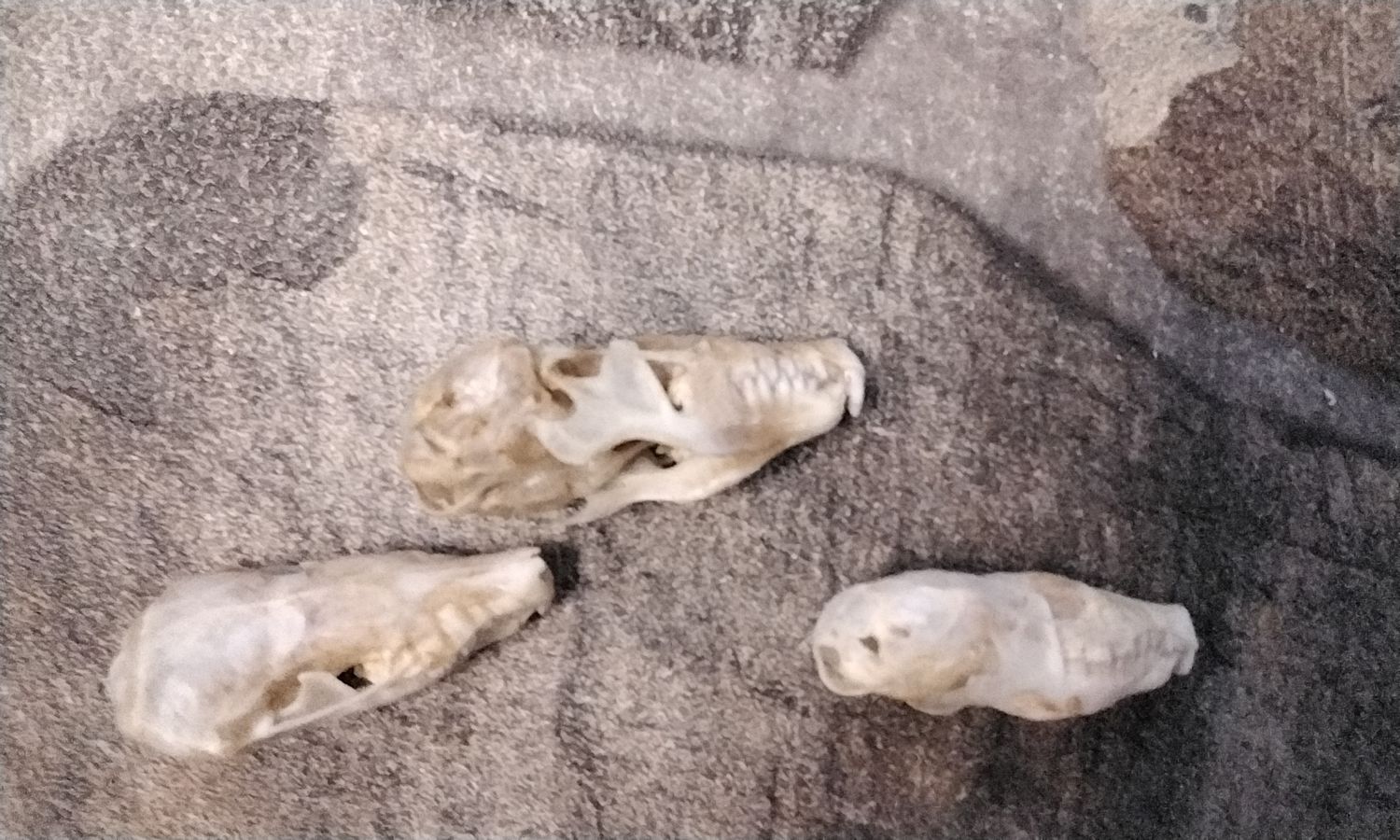 Mole Skull For 1 Complete