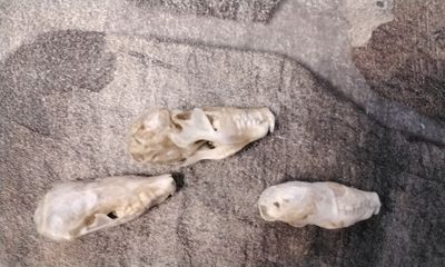 Mole Skull For 1 Complete