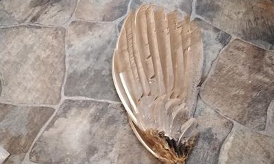 Peacock Wing Feather For 1 Black Shoulder Peacock Farm Raised