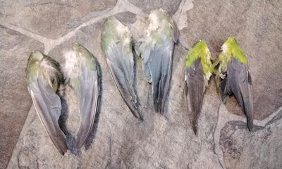 Parrot Feather Wing For 1 Pair. USA Farm Pin Raised Died Of Natural Causes Lot # Blue And Green this is from a domesticated pet bird