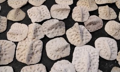 Alligator Back Hide Bones Scutes Osteoderms Bone Plates For 4 From FL. USA Lot# 1 Small 1&quot; - 1 1/2&quot; Size