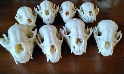 Raccoon Skull  For 1 Complete Lot#1
