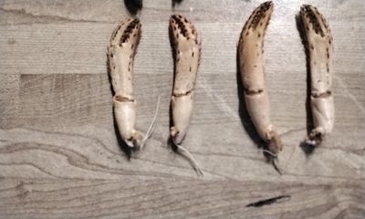 Lobster claws For 4 Med. From Maine USA