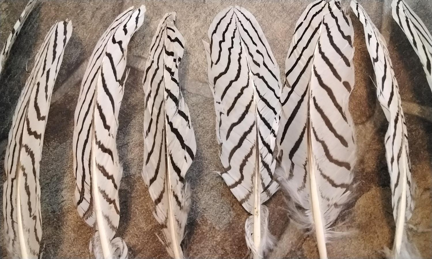 Silver Pheasant Feathers For 10 Farm Pin Raised Lot#2 about 7&quot; - 9&quot; long