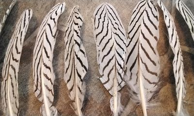 Silver Pheasant Feathers For 10 Farm Pin Raised Lot#2 about 7&quot; - 9&quot; long