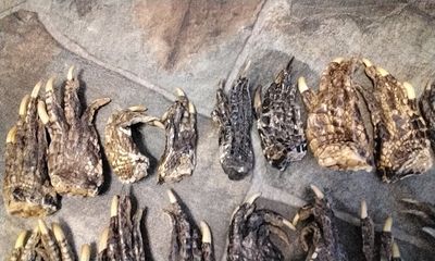 Alligator Foot For 2 Large From Fla. USA