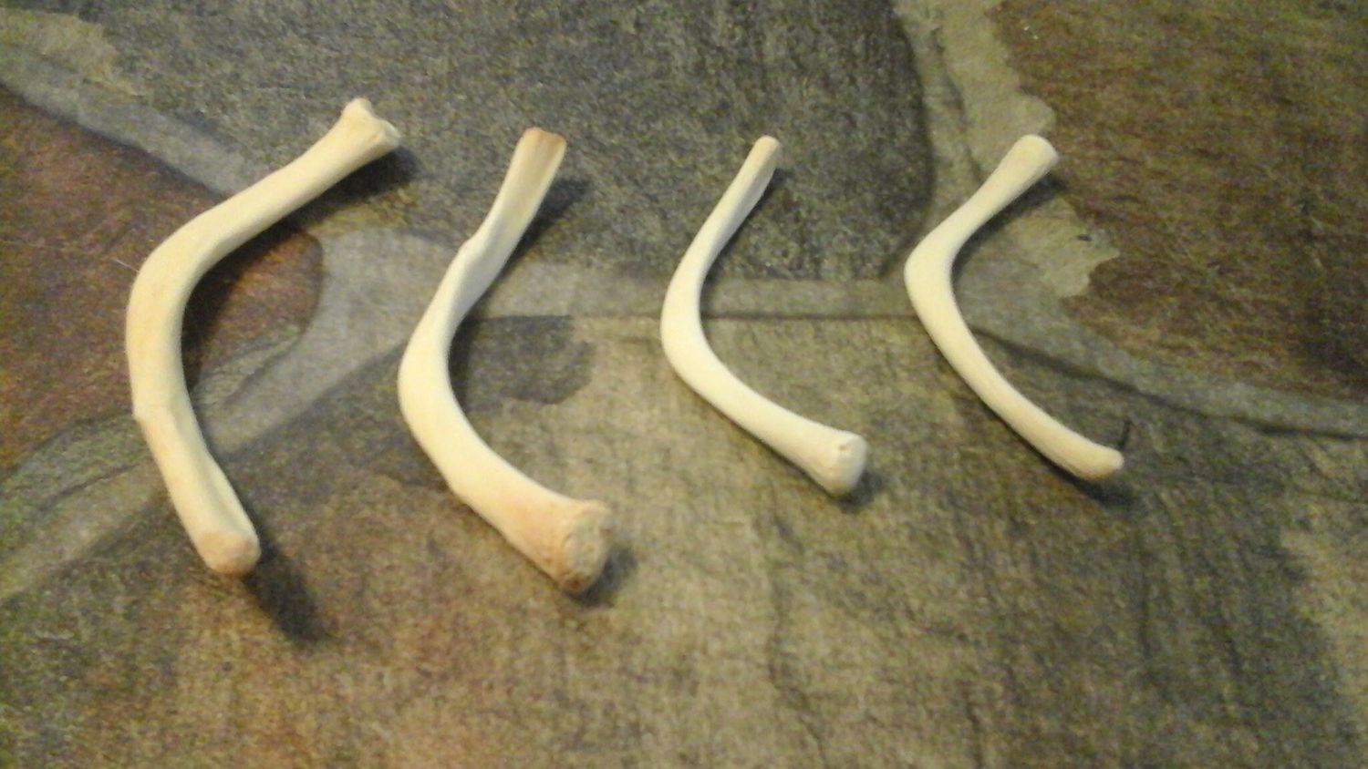 Turtle Throat Bone (Hyoid Bone) For 6 Boomerang Throat Bones Lot#1