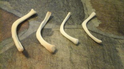 Turtle Throat Bone (Hyoid Bone) For 6 Boomerang Throat Bones Lot#1