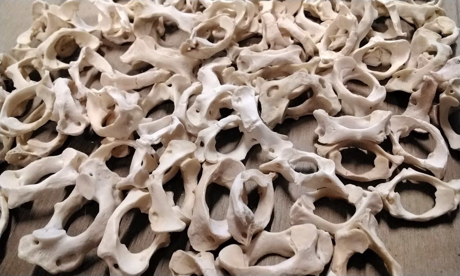 Beaver Atlas Bowtie Neck Bone For 1