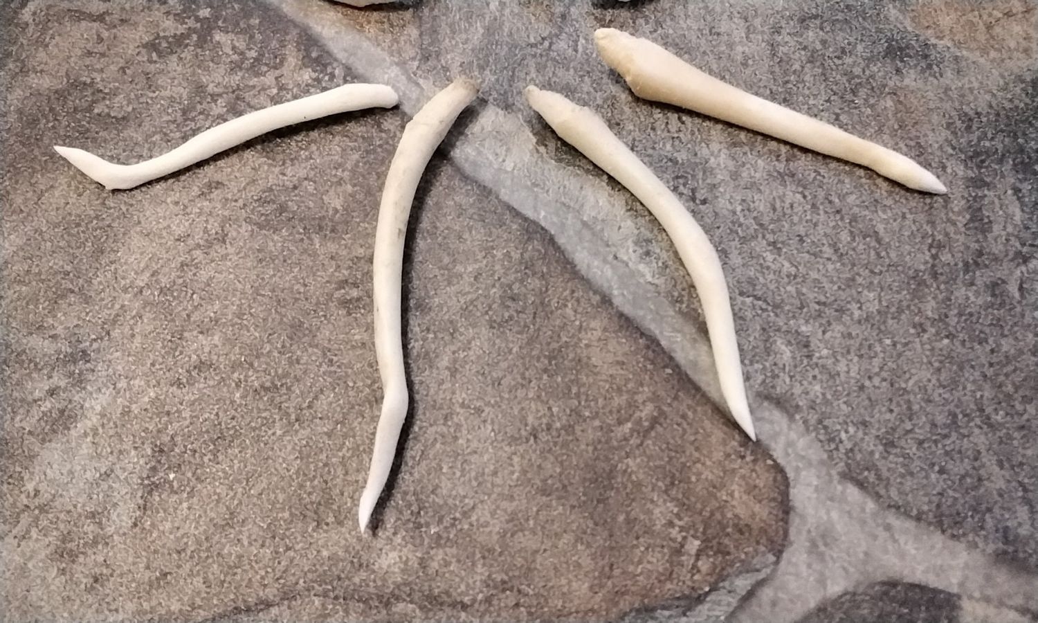 Coon Dick Broken &amp; Healed  Toothpick For 1 Raccoon Baculum From USA Lot# BH