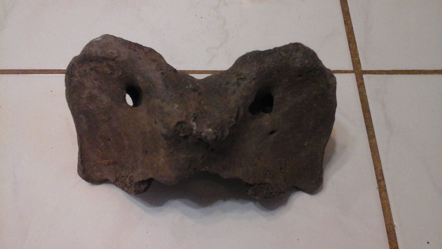 Fossil Bison Buffalo Neck Atlas Bowtie Vertebrae Bone Lot#Large