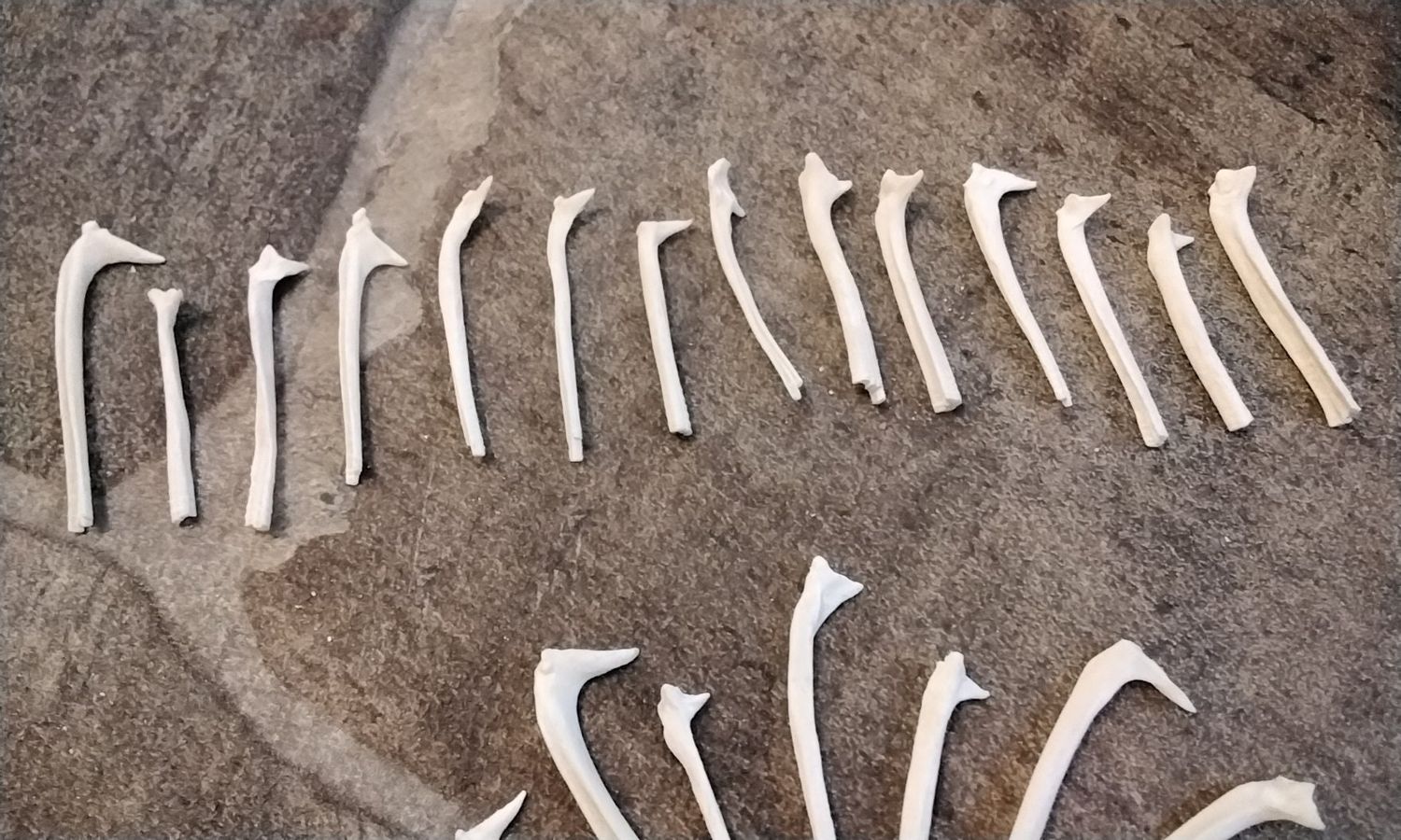 Alligator Gar Fish Rib Bones For 10 Large Some Looks Like Horse Heads From USA 1 1/4&quot;- 1 3/4&quot; Size
