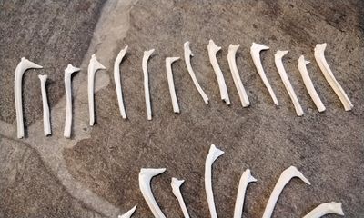 Alligator Gar Fish Rib Bones For 10 Large Some Looks Like Horse Heads From USA 1 1/4&quot;- 1 3/4&quot; Size