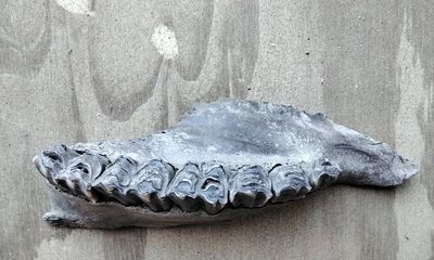Fossil Bison Buffalo Upper Skull Piece With 6 Huge Molar Teeth Lot# Huge 6 Molars